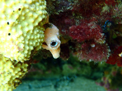 Pyuridae
