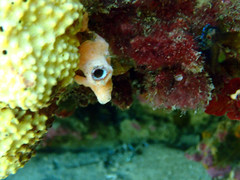 Pyuridae