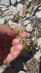 Epipactis helleborine orbicularis