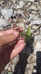 Epipactis helleborine orbicularis