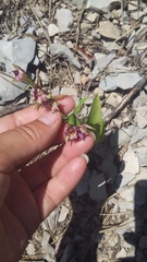 Epipactis helleborine orbicularis