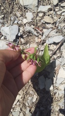 Epipactis helleborine orbicularis