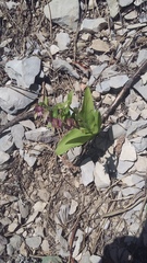 Epipactis helleborine orbicularis