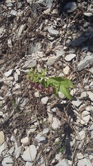 Epipactis helleborine orbicularis