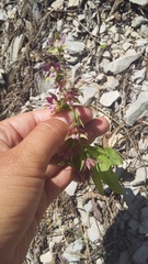 Epipactis helleborine orbicularis