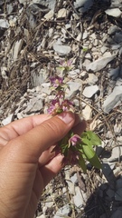 Epipactis helleborine orbicularis