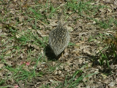 Nothoprocta perdicaria