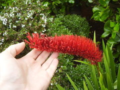 Xeronema callistemon