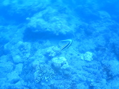 Heniochus