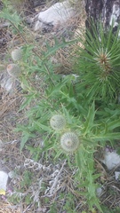 Cirsium laniflorum
