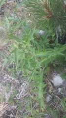 Cirsium laniflorum