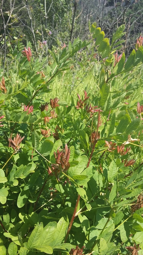 Astragalus glycyphylloides