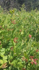 Astragalus glycyphylloides