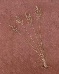 Festuca geniculata