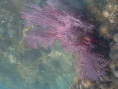 Melithaea