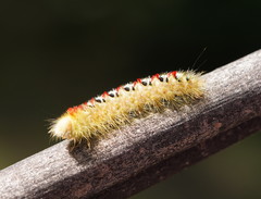 Trichiocercus