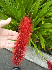 Xeronema callistemon