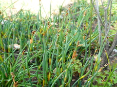 Elegia squamosa