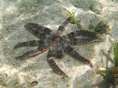 Luidia magnifica