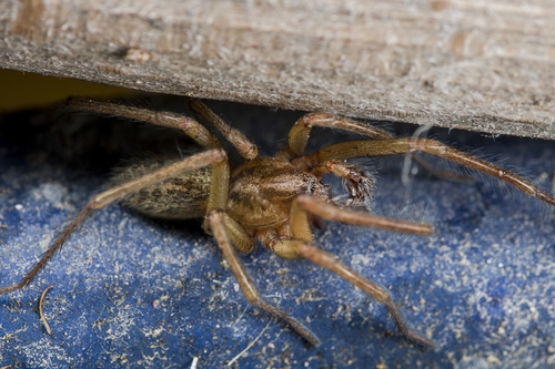 Hobo spider