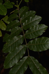 Dysoxylum rufum