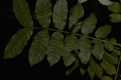 Dysoxylum rufum