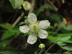 Rubus cardotii