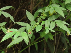 Rubus cardotii