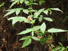 Rubus cardotii