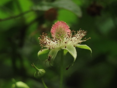 Rubus cardotii