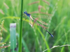 Lestes pallidus