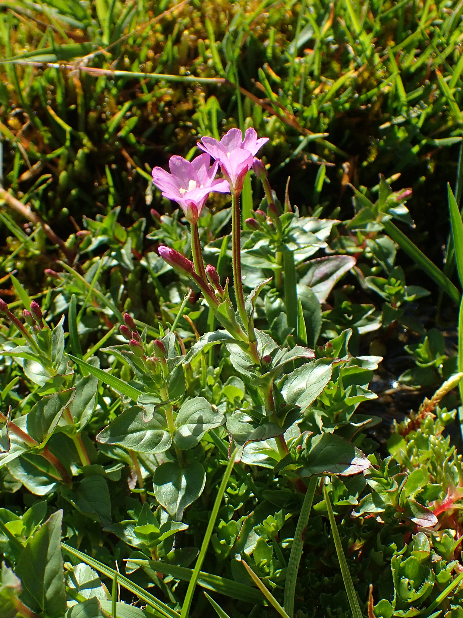 Epilobium alsinifolium