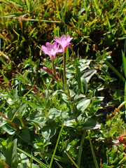 Epilobium alsinifolium