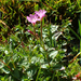 Epilobium alsinifolium - Photo (c) Matthieu Gauvain, algunos derechos reservados (CC BY-NC), subido por Matthieu Gauvain