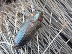 Buprestinae