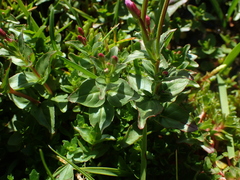 Epilobium alsinifolium