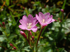 Epilobium alsinifolium