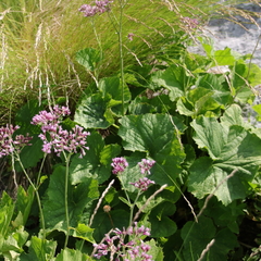 Adenostyles australis