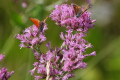 Adenostyles australis