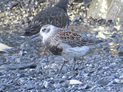 Calidris ptilocnemis