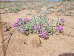 Oxytropis lanata