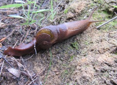 Parmavitrina rubrica