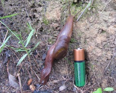 Parmavitrina rubrica