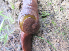 Parmavitrina rubrica