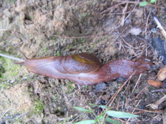 Parmavitrina rubrica