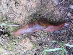 Parmavitrina rubrica