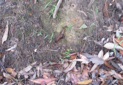 Parmavitrina rubrica