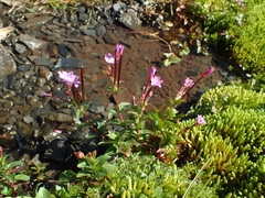 Epilobium alsinifolium