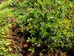 Epilobium alsinifolium