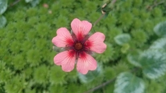 Potentilla porphyrantha